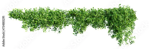 Fototapeta Creeper plant isolated on transparent background. 3D render. 3D illustration.
