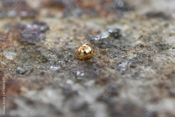 Obraz Small bullet of gold on a stone