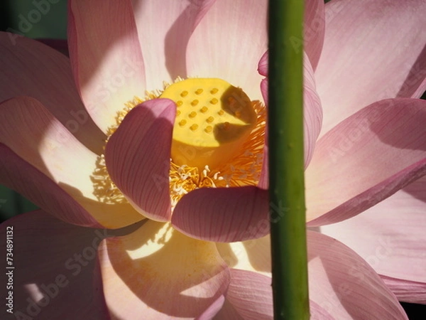 Fototapeta 蓮の花