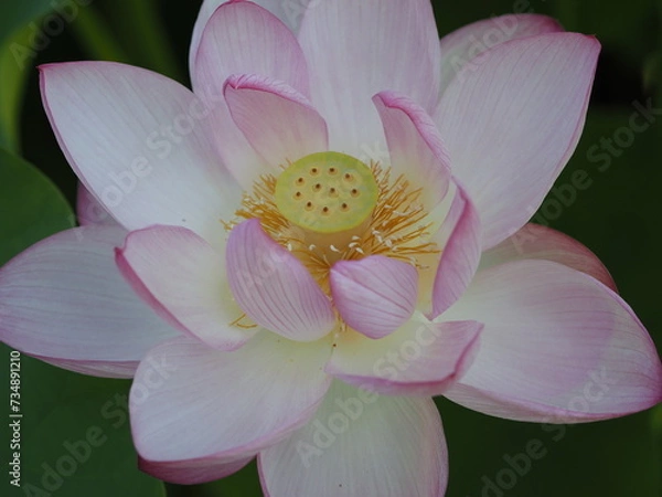 Fototapeta 蓮の花