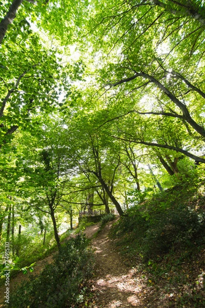 Obraz Forest