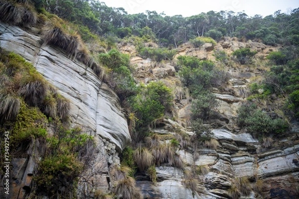 Obraz coastal plants growing on the beach in australia. native coastal plants on a cliff by the ocean in a national park in tasmania