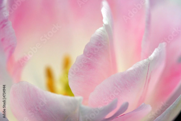 Obraz flower - pink tulip