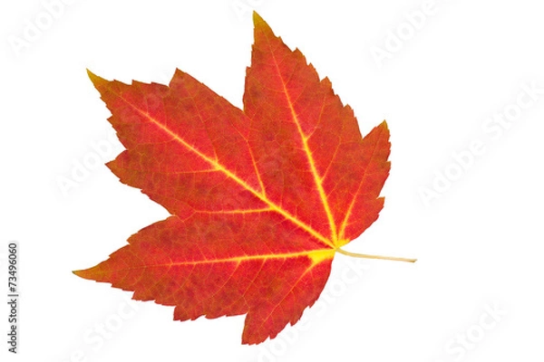 Fototapeta Fall red maple leaf isolated