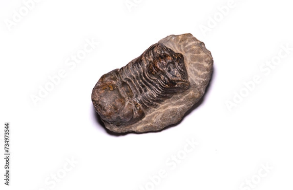 Obraz Trilobite from above