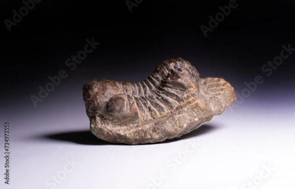 Obraz Trilobite from Cambric age