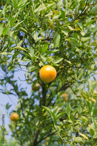Fototapeta Orange tree with ripe fruits