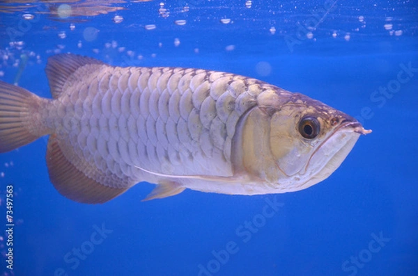 Obraz Asian arowana