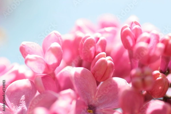 Obraz pink lilacs