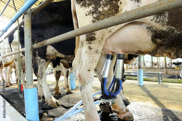 Obraz Milking cows machine
