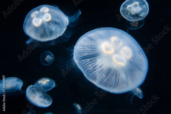 Obraz ミズクラゲ