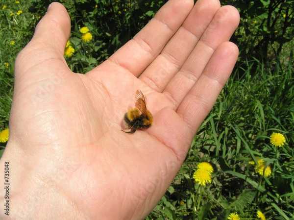 Obraz death of bumblebee