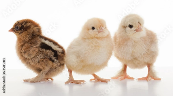 Fototapeta Small fluffy chickens
