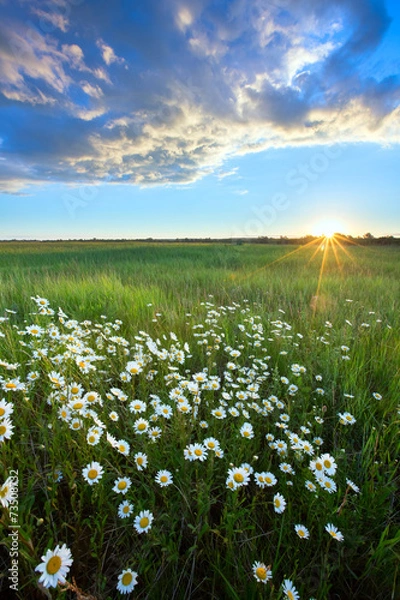 Obraz daisies on a meadow