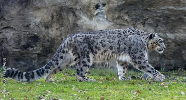 Obraz Side Close-up view of a walking Snow leopard (Unica unica)