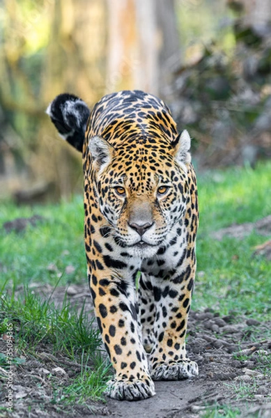 Obraz Frontal Close-up view of a walking Jaguar (Panthera onca)