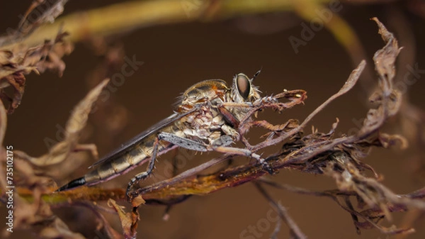 Fototapeta Extream foto macro robberfly on the twig