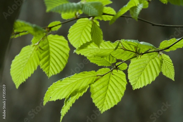 Fototapeta printemps