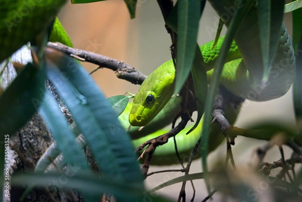 Fototapeta Green mamba snake in tree