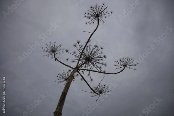 Fototapeta Low angle view of large hogweed plant