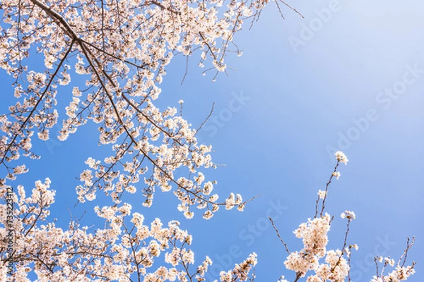Obraz 青空と桜