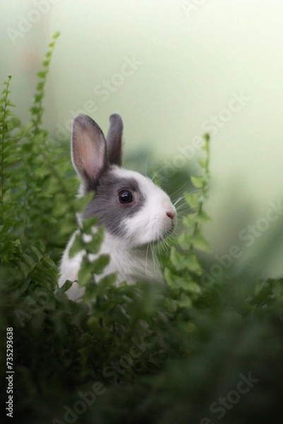 Obraz rabbit in the grass