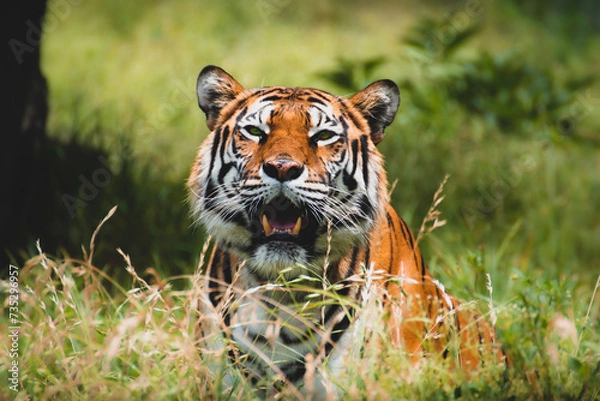 Obraz tiger in the grass