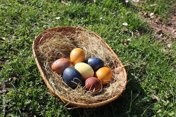 Obraz Naturally colored Easter eggs in a basket on a meadow