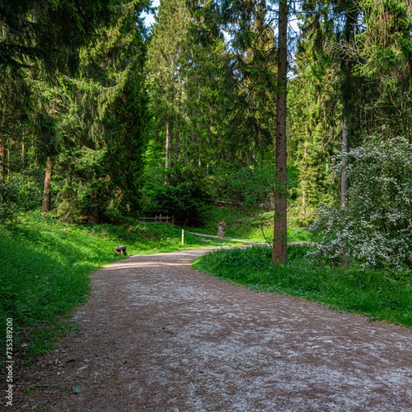 Obraz Footpath through the forest.