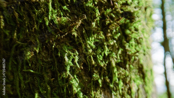 Fototapeta Moss of a Forest macro view