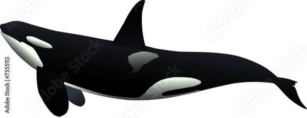 Fototapeta Orca