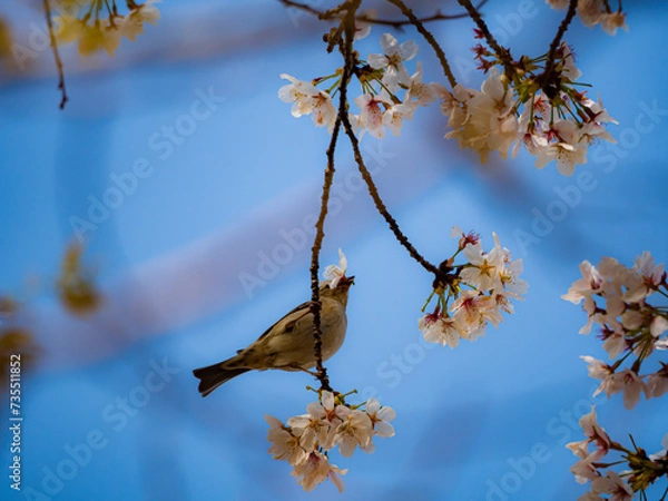 Fototapeta 桜の花をくわえるスズメ