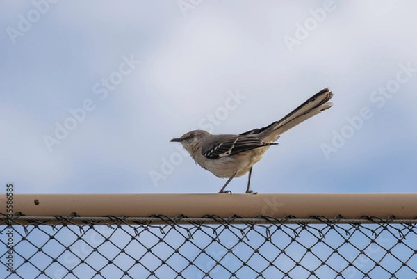 Obraz Northern Mockingbird
