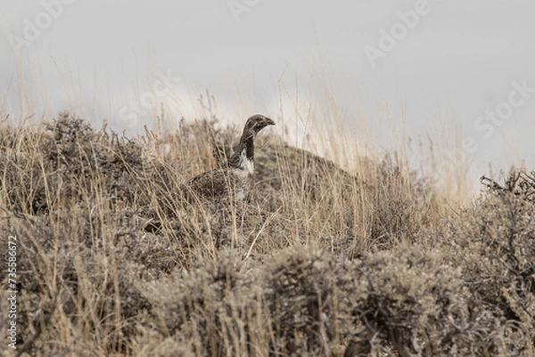 Fototapeta Sage Grouse