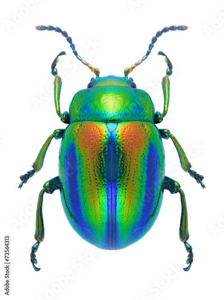 Obraz Beetle Chrysolina fastuosa