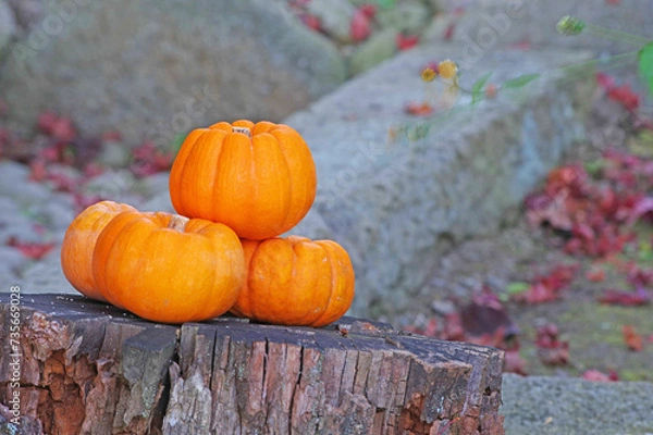 Obraz pumpkin on a table