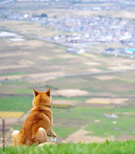 Obraz 町を見下ろす柴犬