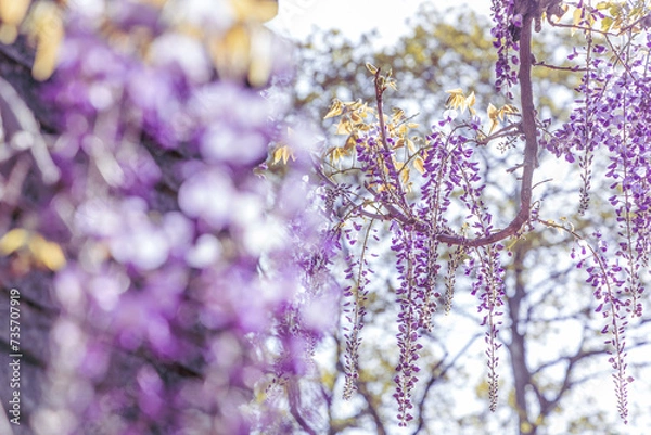 Obraz ふじ（藤）