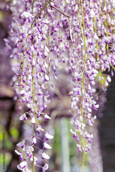 Obraz ふじ（藤）