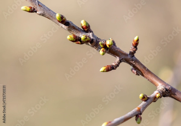 Fototapeta Swollen cherry buds on a branch in spring