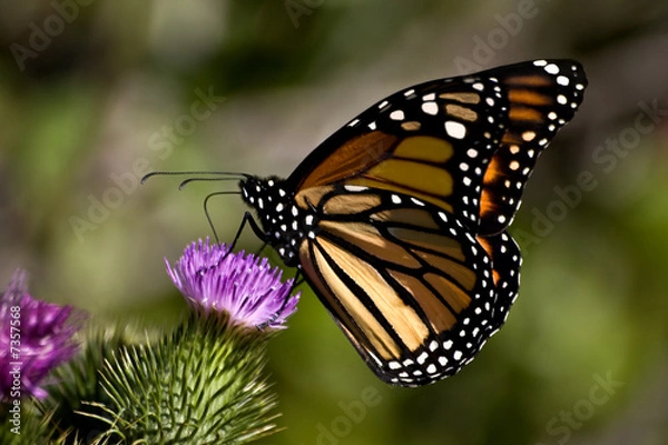 Obraz Butterfly on a Purple Thistle