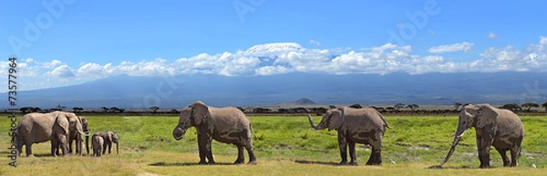 Obraz Kilimanjaro elephants