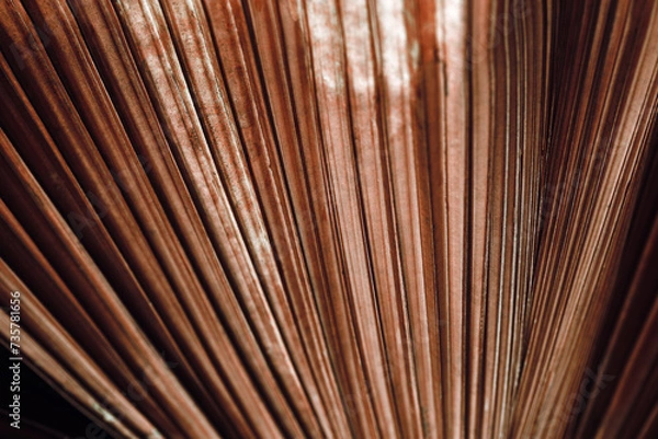 Fototapeta Brown texture of banana palm tree leaf. Close up nature background Striped lines on palm leaves as abstract texture backdrop, natural aesthetic botanical photo pattern of tropical foliage
