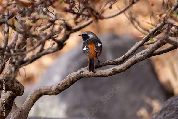 Obraz ジョウビタキのオス！
羽にある白い斑点のように見える模様がジョウビタキの特徴で、メスにもきちんとあります。