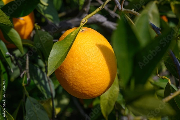 Fototapeta juicy oranges in winter in Cyprus 5
