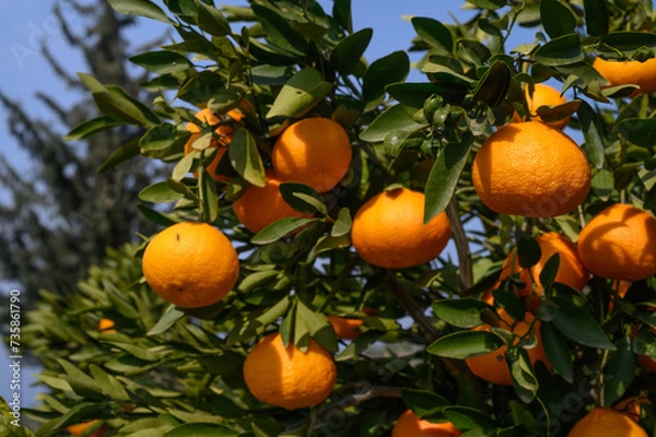 Fototapeta juicy tangerines on tree branches in Cyprus 1