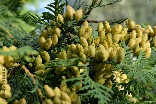 Obraz Branches with cones on a thuja tree in the garden close-up