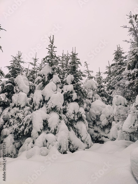 Obraz Winter Trekking on Radziejowa mountain in Beskid Sądecki, Poland, Europe