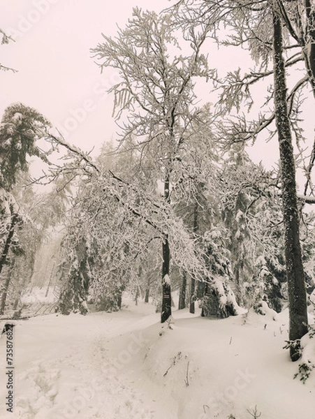 Obraz Winter Trekking on Radziejowa mountain in Beskid Sądecki, Poland, Europe