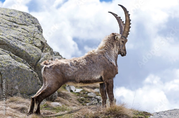 Obraz Steinbock. Alpine Ibex, Park Narodowy Gran Paradiso, Włochy